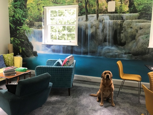 Labrador Cody sits patiently by waterfall backdrop in office 500 x 375